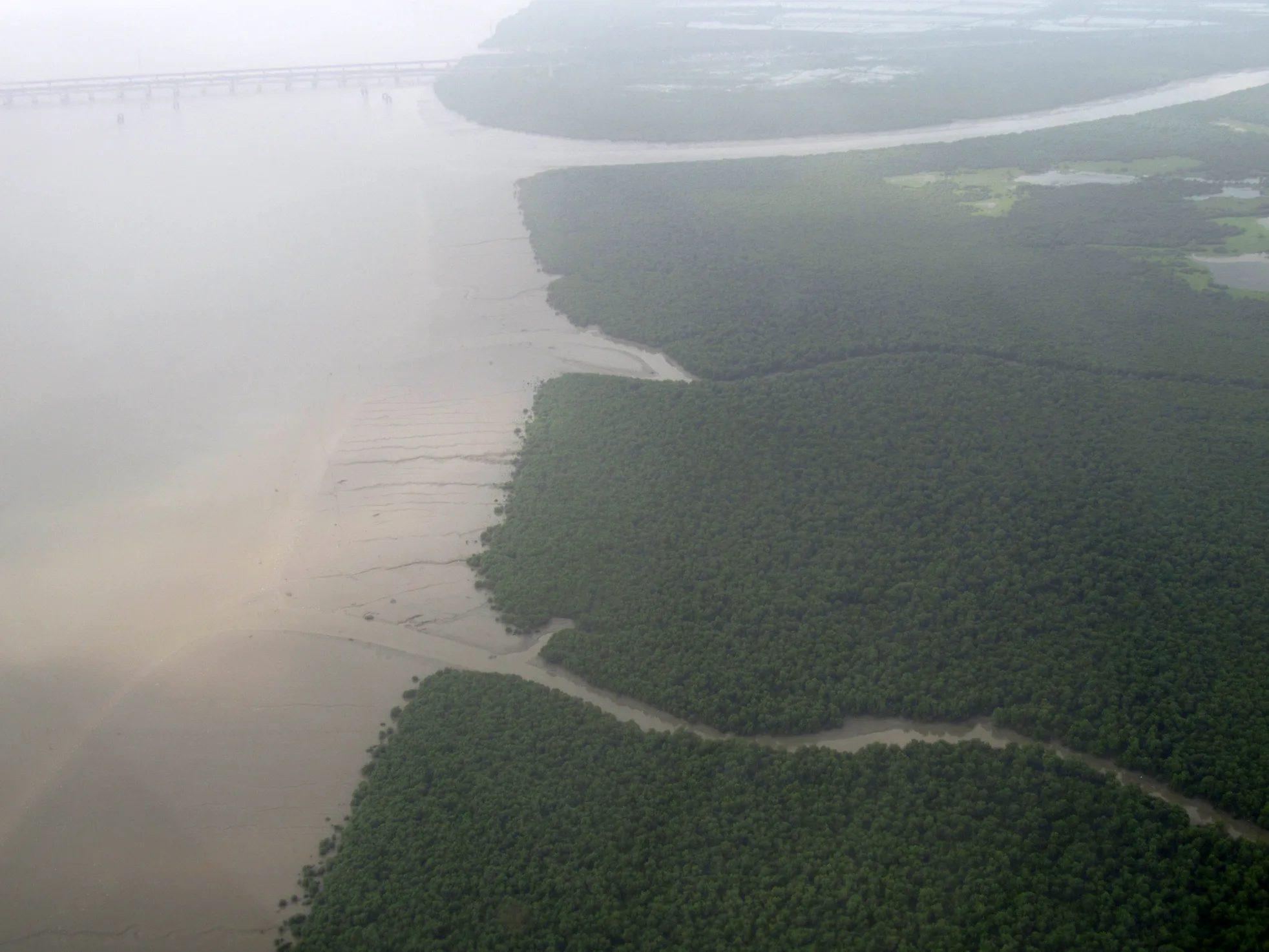 Aerial view of the eastern shore and mangroves of Thane Creek