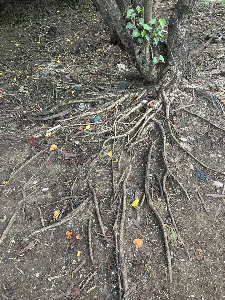 Exposed mangrove roots and tidal ground at Thane Creek