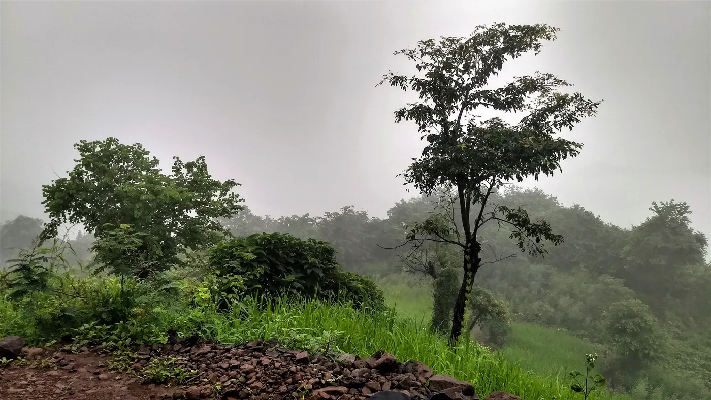 Monsoon mist over the forested slopes of Yeoor Hills in Thane